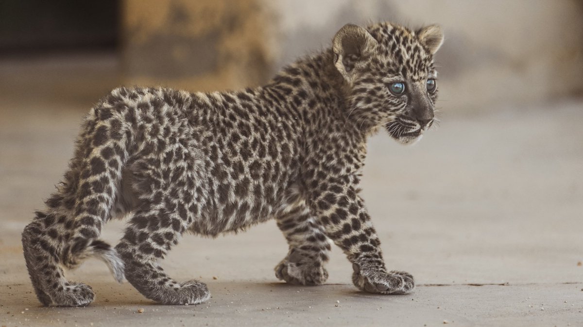 sa_tourr's tweet image. الهيئة الملكية لمحافظة العلا تعلن ولادة 7 من صغار النمر العربي.