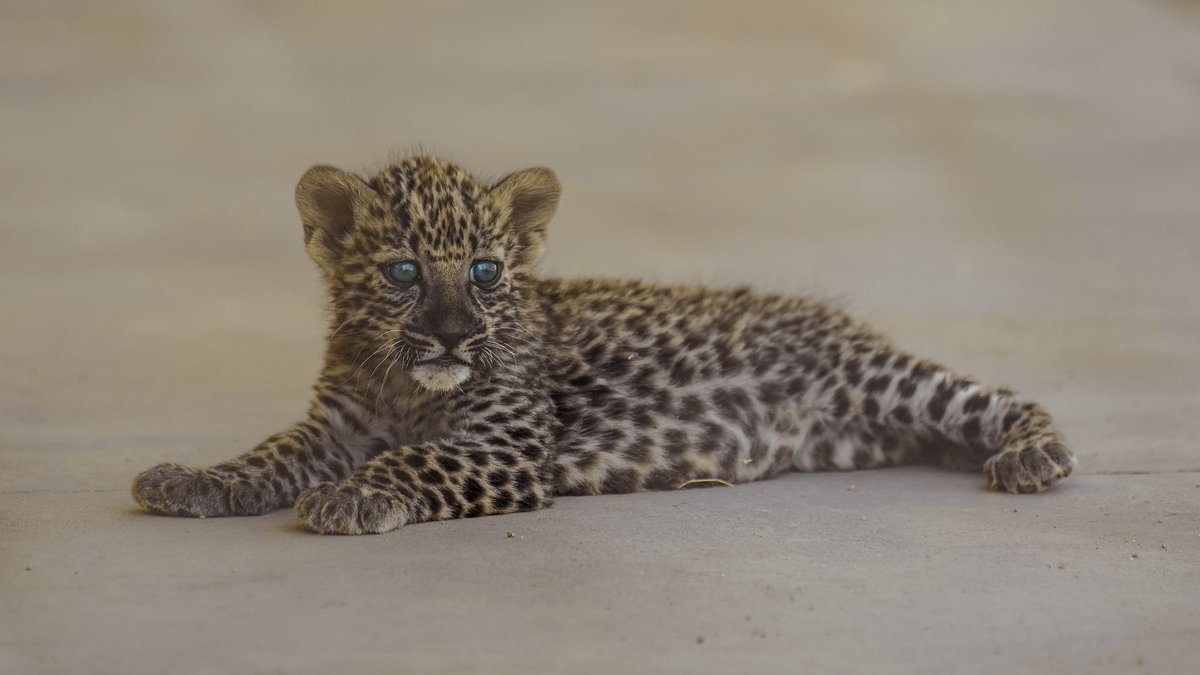 sa_tourr's tweet image. الهيئة الملكية لمحافظة العلا تعلن ولادة 7 من صغار النمر العربي.