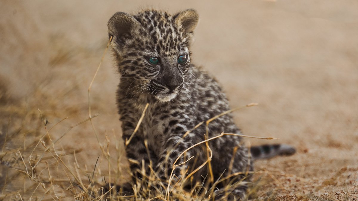 sa_tourr's tweet image. الهيئة الملكية لمحافظة العلا تعلن ولادة 7 من صغار النمر العربي.