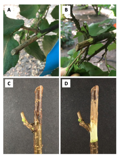 Occurrence of Neofusicoccum parvum Causing Canker and Branch Dieback of European Hazelnut in Maule Region, Chile | Plant Disease apsjournals.apsnet.org/doi/10.1094/PD… 
<a href="/UTalca/">Universidad de Talca</a> <a href="/EnriqueFerradaQ/">Enrique Ferrada</a> <a href="/DainaGrinbergs/">Daina Grinbergs</a> <a href="/ChilianJavier/">@javier_chilian</a> <a href="/MauLolas/">Mauricio Lolas</a> <a href="/W_Campillay/">William Campillay-Llanos</a>