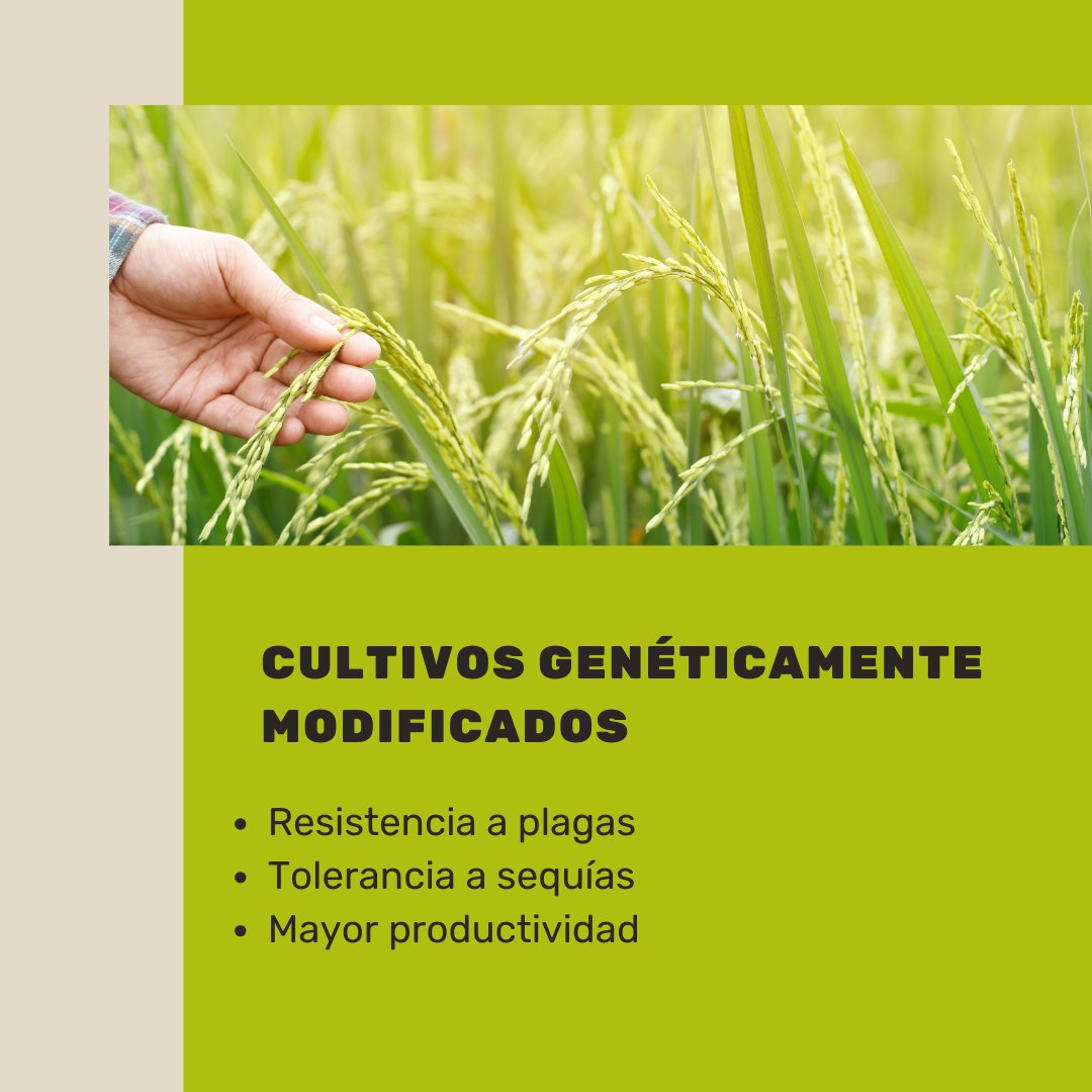 InnowaFame's tweet photo. Los Cultivos Genéticamente Modificados (OGMs) están redefiniendo la agricultura moderna. 🌽💡 https://t.co/G17pAJrRvr