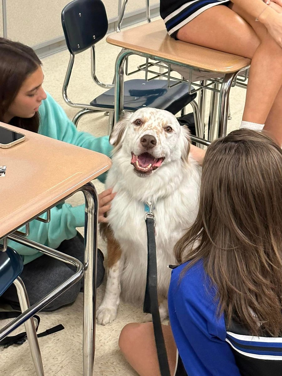 Roxy Therapy Dogs tweet media