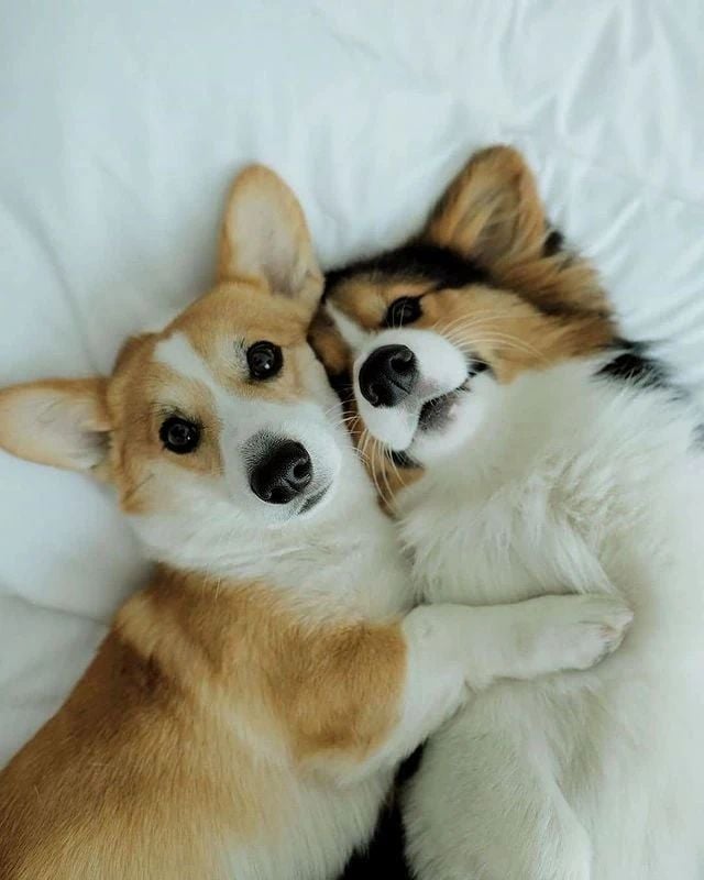 We are best friends ☺️ Do you have a best friend? Say 'yes or no ' #corgi #CorgiCrew #corgifriend #puppiesoftwitter