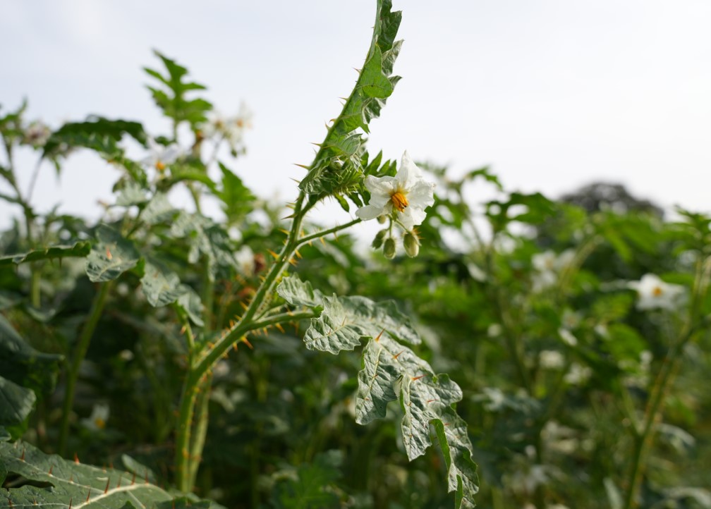 British Potato tweet media