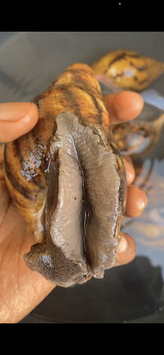 Naija_PR's tweet photo. Snail meat appreciation thread 

Let's hear it https://t.co/xlwxrXiULS