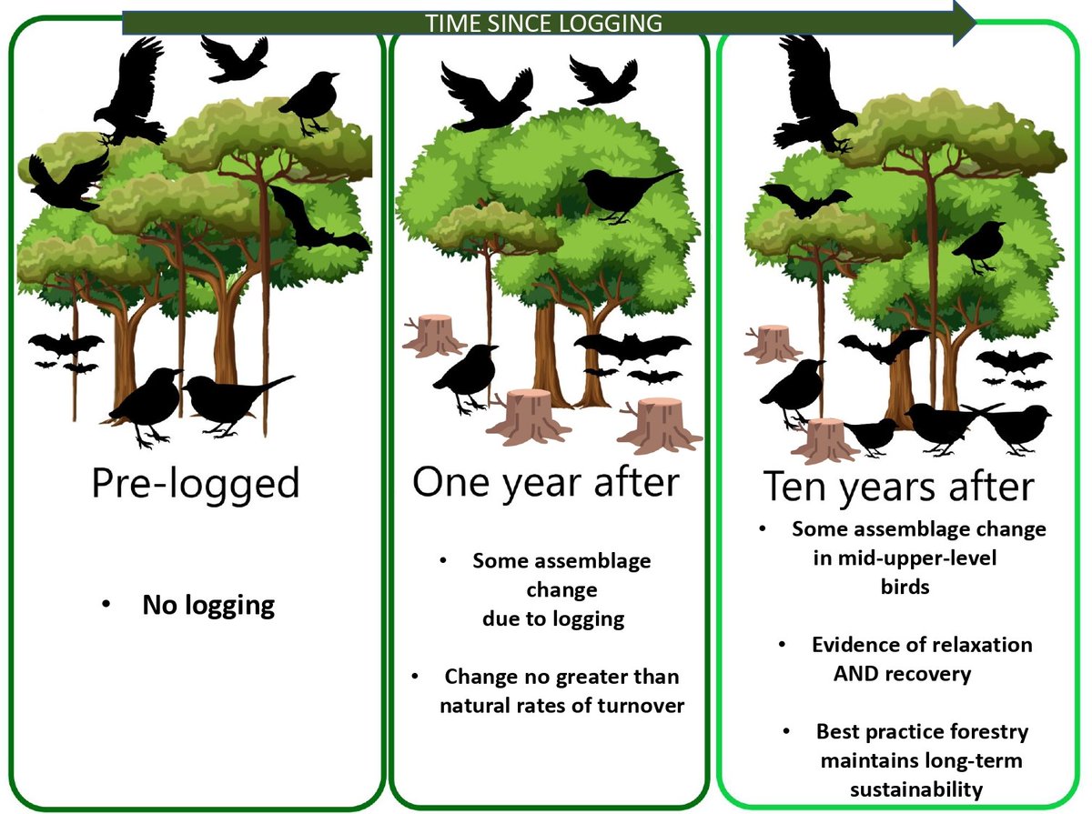 NEW PAPER ALERT 🚨 I'm so happy to share our newest publication 'Variable shifts in bird and bat assemblage as a result of Reduced-impact logging revealed after 10 years', which is out now in the Journal of Applied Ecology ! 🌿🐦🦇 besjournals.onlinelibrary.wiley.com/doi/10.1111/13…
