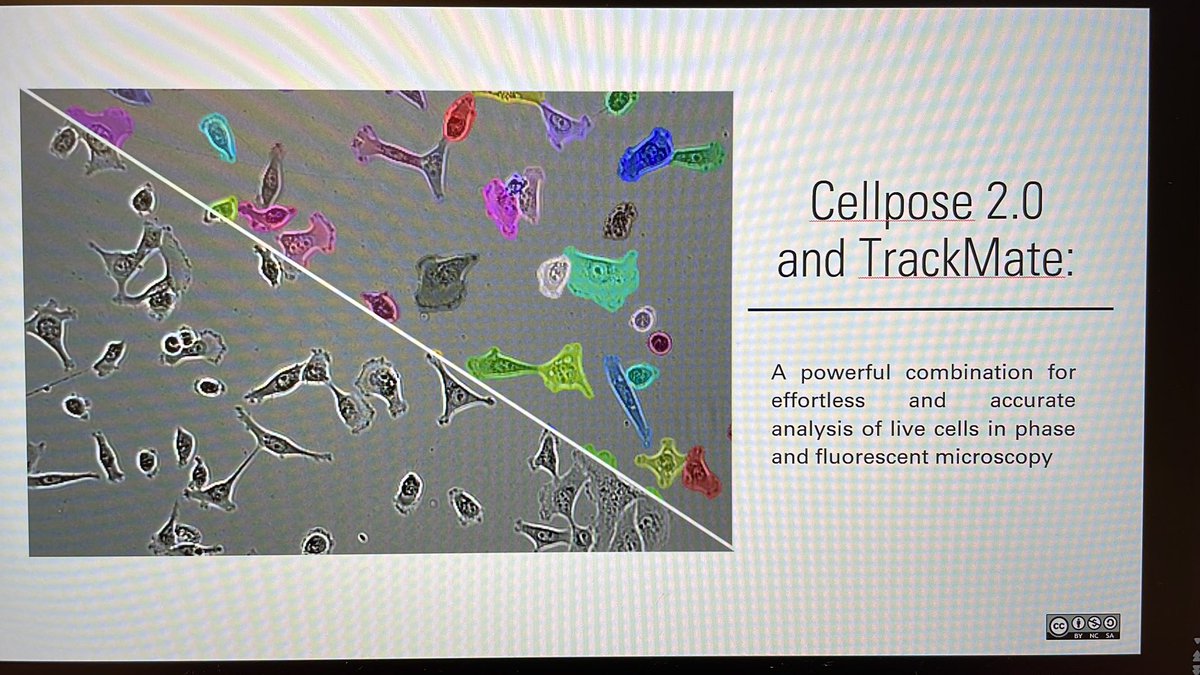 hego_alexandre's tweet photo. I will present Cellpose and TrackMate to analyse live cells images at #MiFoBio2023 . Thank you @jytinevez lab and @computingnature lab for these easy-to-use and powerful tools.
And cherry on the cake for biologist without any codes. https://t.co/xXBfW5MG1x
