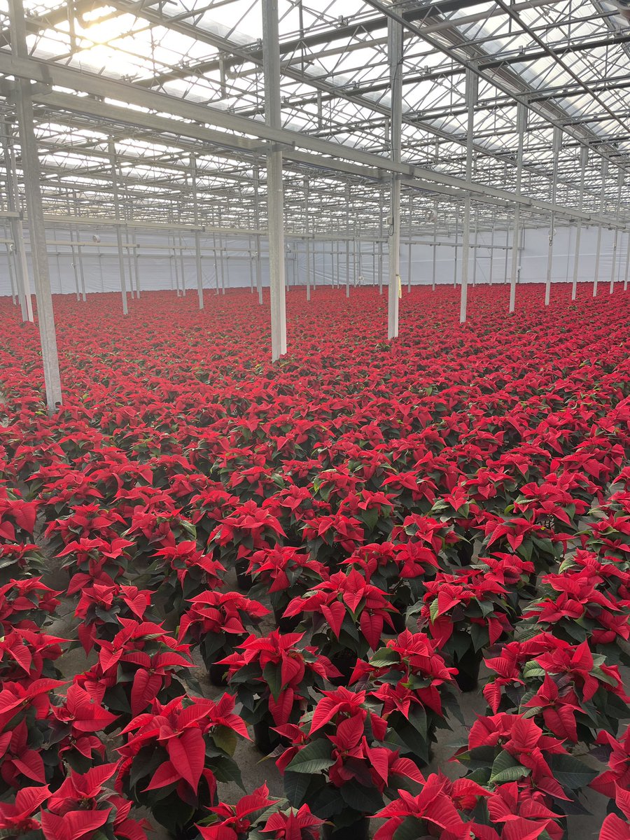 “The hush comes over the crowd.”  Even seasoned growers are in awe of the beauty each morning when walking through our farms. Paris, KY is no exception to this and we love sharing their beauty with you. Thank you Chad! #poinsettias #holiday <a href="/brettguthrie8/">Brett</a> <a href="/brianfrombell/">Brian Harrison</a>