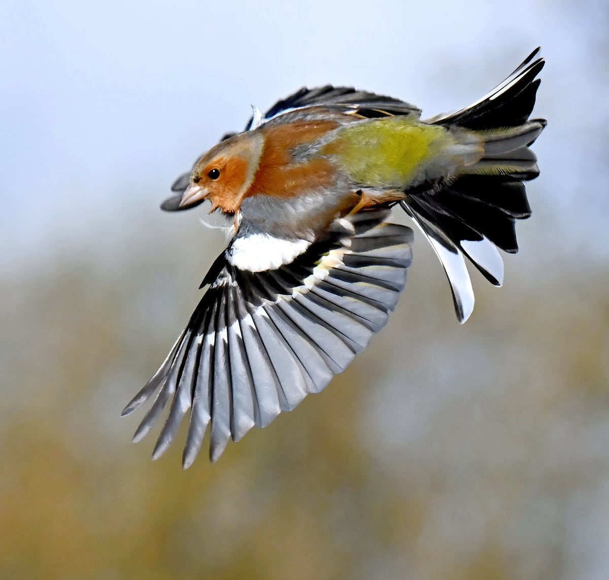 Male Chaffinch at RSPB Greylake in Somerset recently....look at the wing! 😍😀🐦