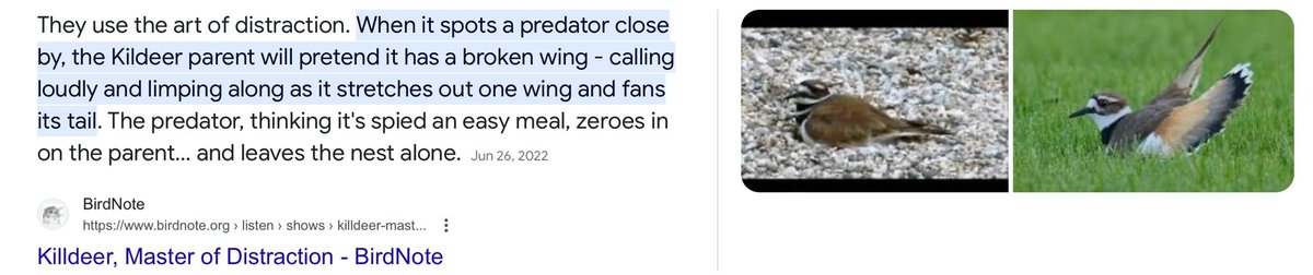 answeryourshoe's tweet photo. @NewYorkStateAG And today, Ivanka Trump will perform the role of the Killdeer parent. She will also have THE worst case of amnesia in American history. #MasterOfDistraction https://t.co/VwHZiyR4w6