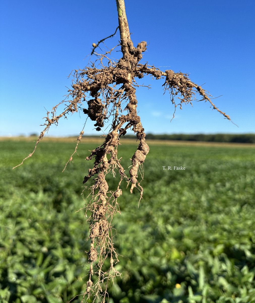 The southern root-knot nematode is the most yield-limiting plant-pathogenic nematode that affects soybeans in the Mid-South. @travisfaske & his team have evaluated 44 commercially available soybean varieties for yield & RKN susceptibility. Their findings: bit.ly/2023-soybean-R…