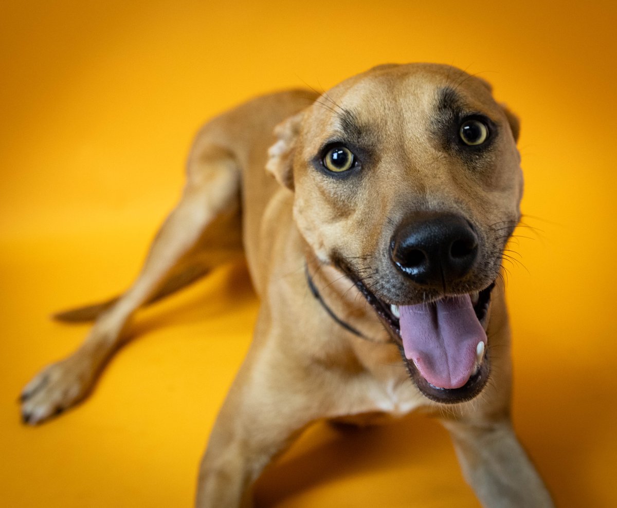 Lana (ID animal: 25562) 🐶 es una mezcla de catahoula de aproximadamente dos años con espíritu aventurero. Puede que tenga mucho voltaje pero tiene una capacidad de amar aún mayor. 💕 ¡Lana no puede esperar a conocernos! INFORMACIÓN DE ADOPCIÓN: bit.ly/3g7Z75B