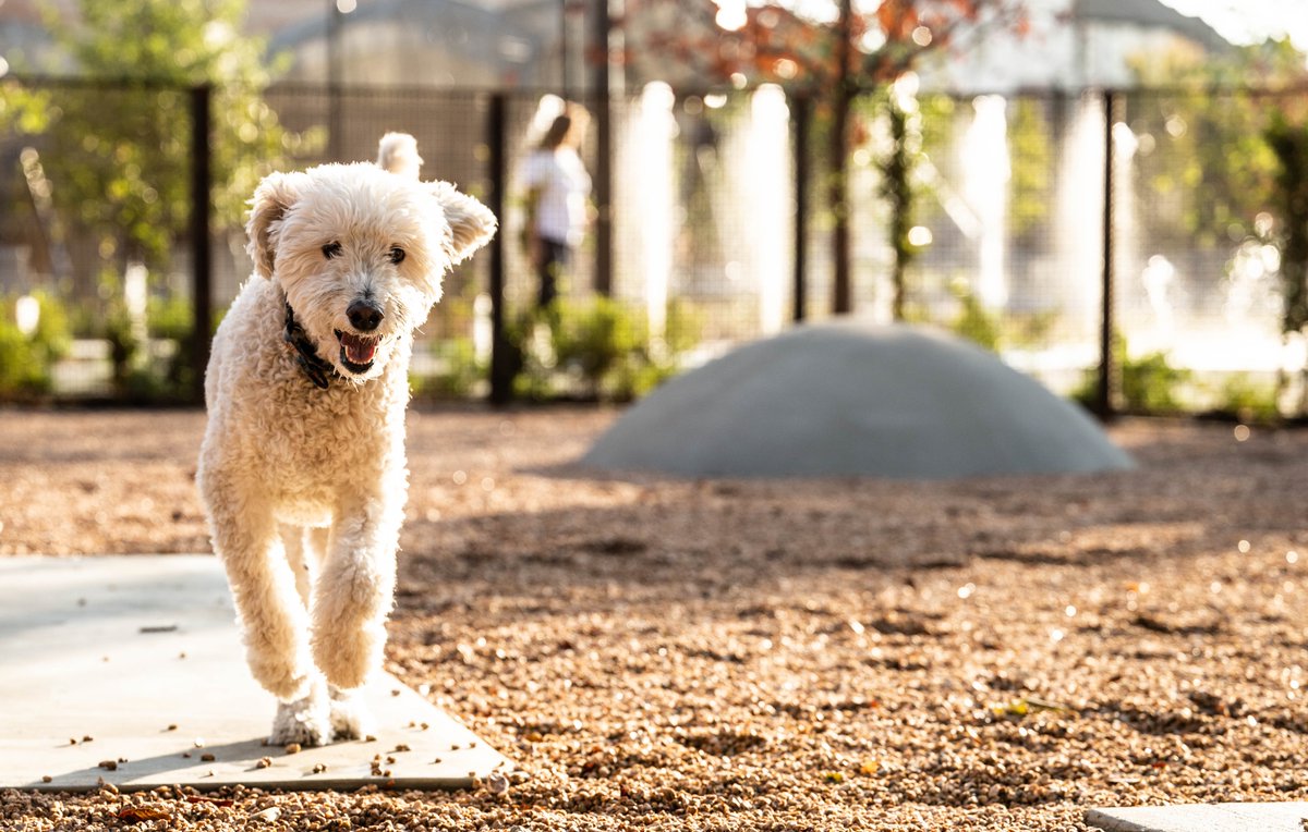Downtown Dallas Parks Conservancy tweet media