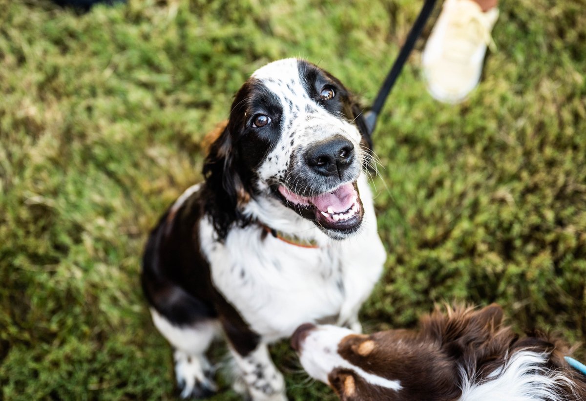 Downtown Dallas Parks Conservancy tweet media