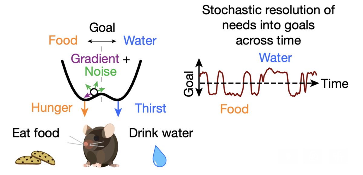 Thank you... Very proud of this excellent team and their creative work over many years! A multifaceted study exploring the global and causal brainwide dynamics of resolving needs into goals, led by Ethan Richman with Nicole Ticea, <a href="/weallen1/">William Allen</a> and Liqun Luo: news.stanford.edu/2023/11/08/mic…