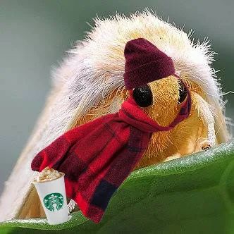 gothicdisco's tweet image. #mothcore