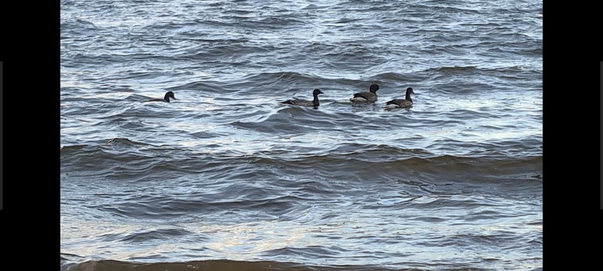 darthflea's tweet photo. @ayrshirebirds 4 x Brent Geese (subspecies uncertain - dark-bellied?) on Croy Shore, South Ayrshire. Any guesses from here: https://t.co/irTyomd1tN Tue-7-Nov #AyrshireBirds https://t.co/MvcHopC4Uc