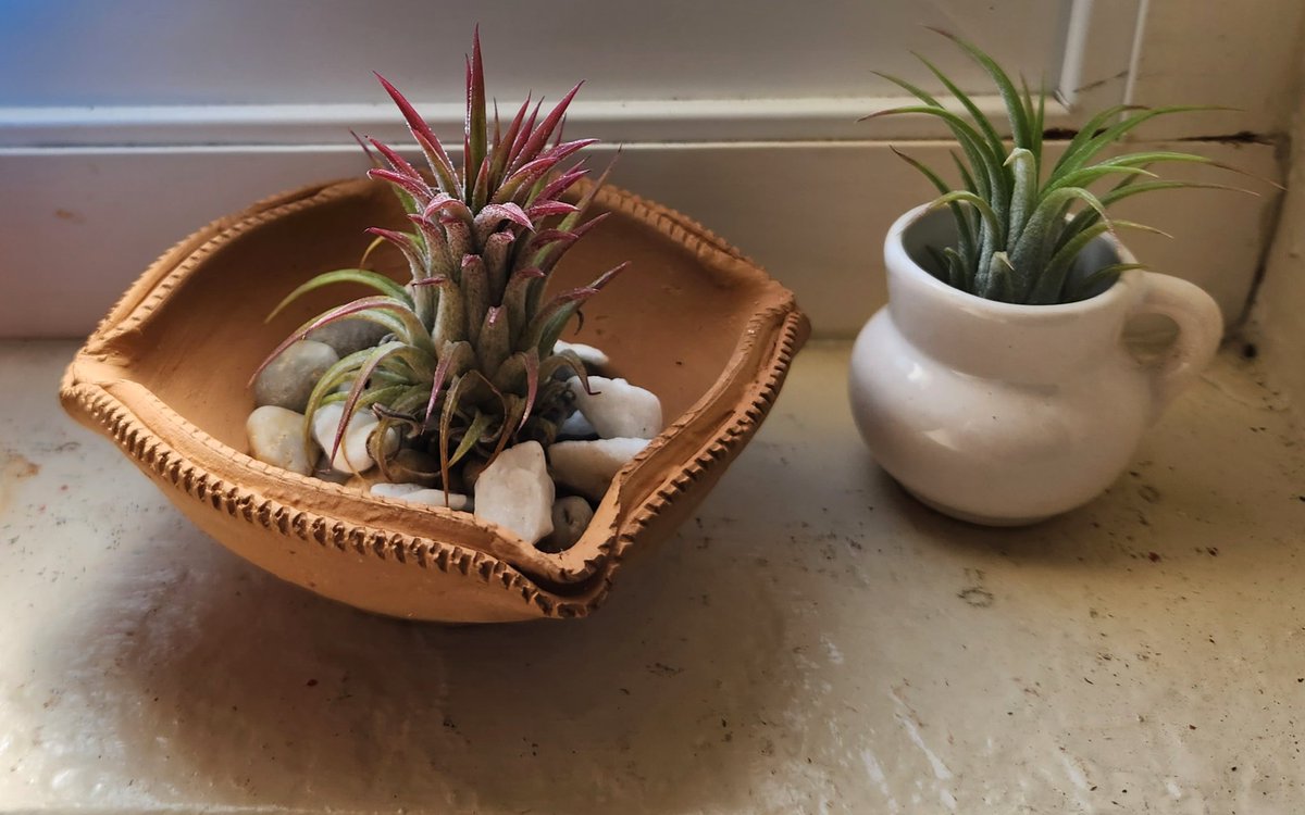 aarati7's tweet photo. New Air plants https://t.co/GKTVaw2DSv