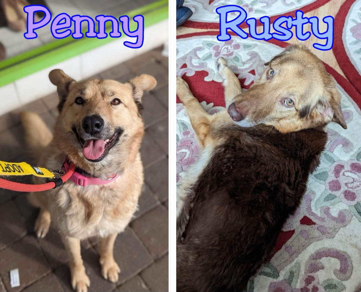 #Oakley's story... a happy ending! 😍

Pls share the joy. 🥰

#Penny & #Rusty still await their happy endings too! 🙏 They are based in kennels in #Goole #YORKSHIRE #UK

#DogLovers #doglover #adoptadog #adoptable #adoptables #RESCUEISMYFAVORITEBREED
#AnimalLovers #rescuedog