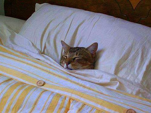 Good night