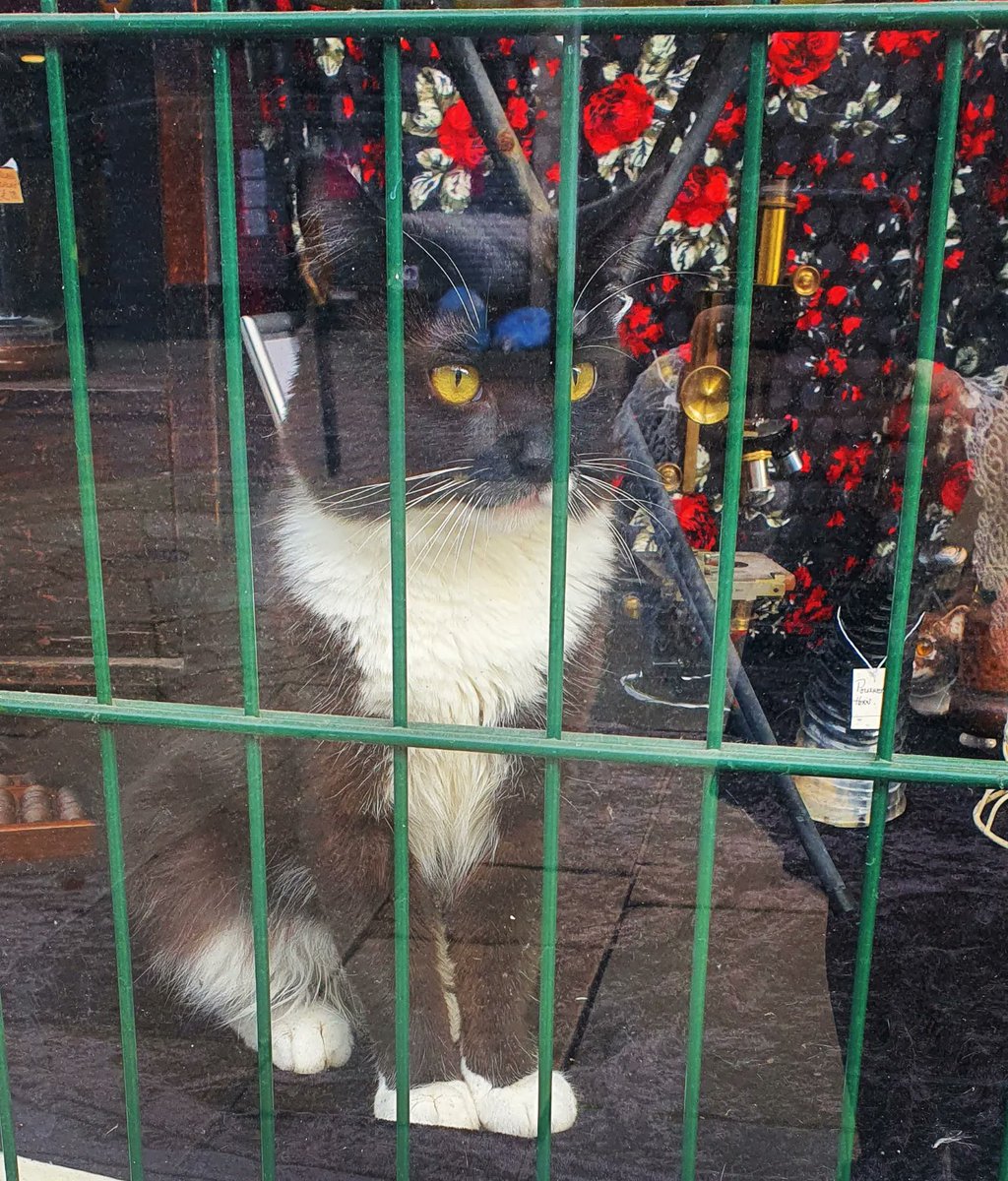ThumbsDeKat's tweet photo. Security Cat says 'YOU SHALL NOT PASS!' #thumsdekat #securitycat #wheresmydreamies #feedme https://t.co/AyuavhU9J4