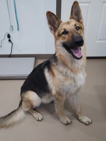 Austin German Shepherd Rescue tweet media
