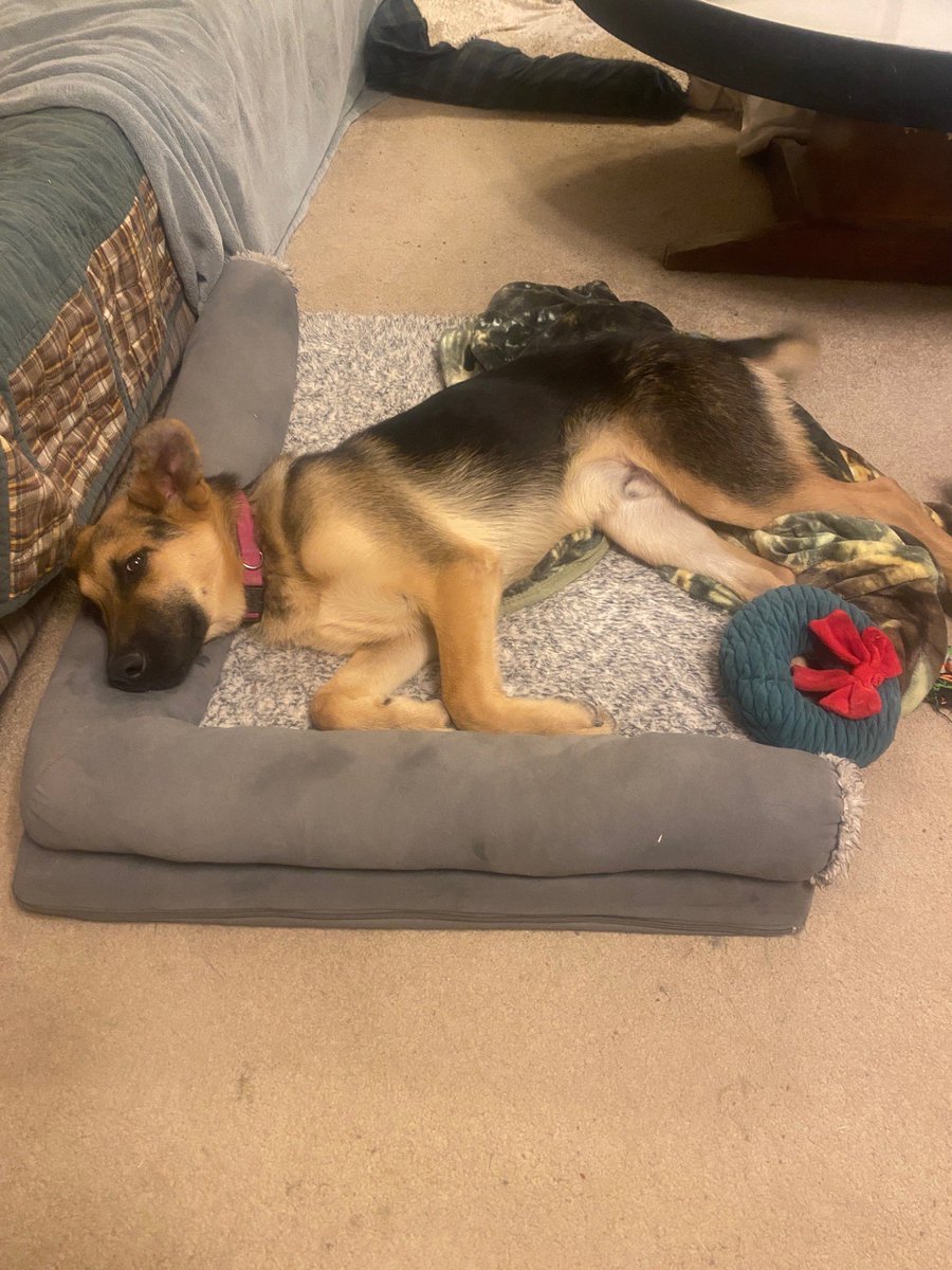 Austin German Shepherd Rescue tweet media