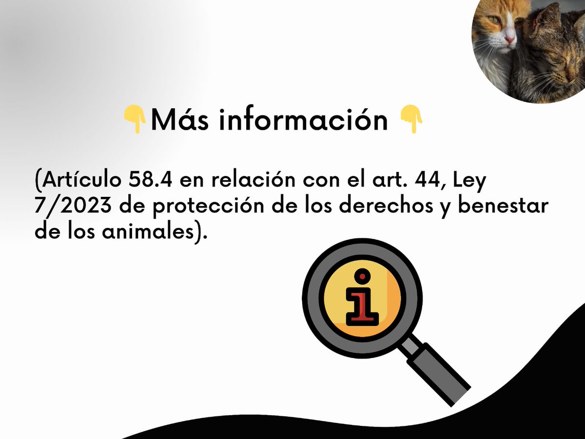 PÍLDORAS LEY DE BIENESTAR ANIMAL (I): ADOPCIONES
#Leybienestaranimal #coloniasfelinas #adopciones #animales #cats #españa