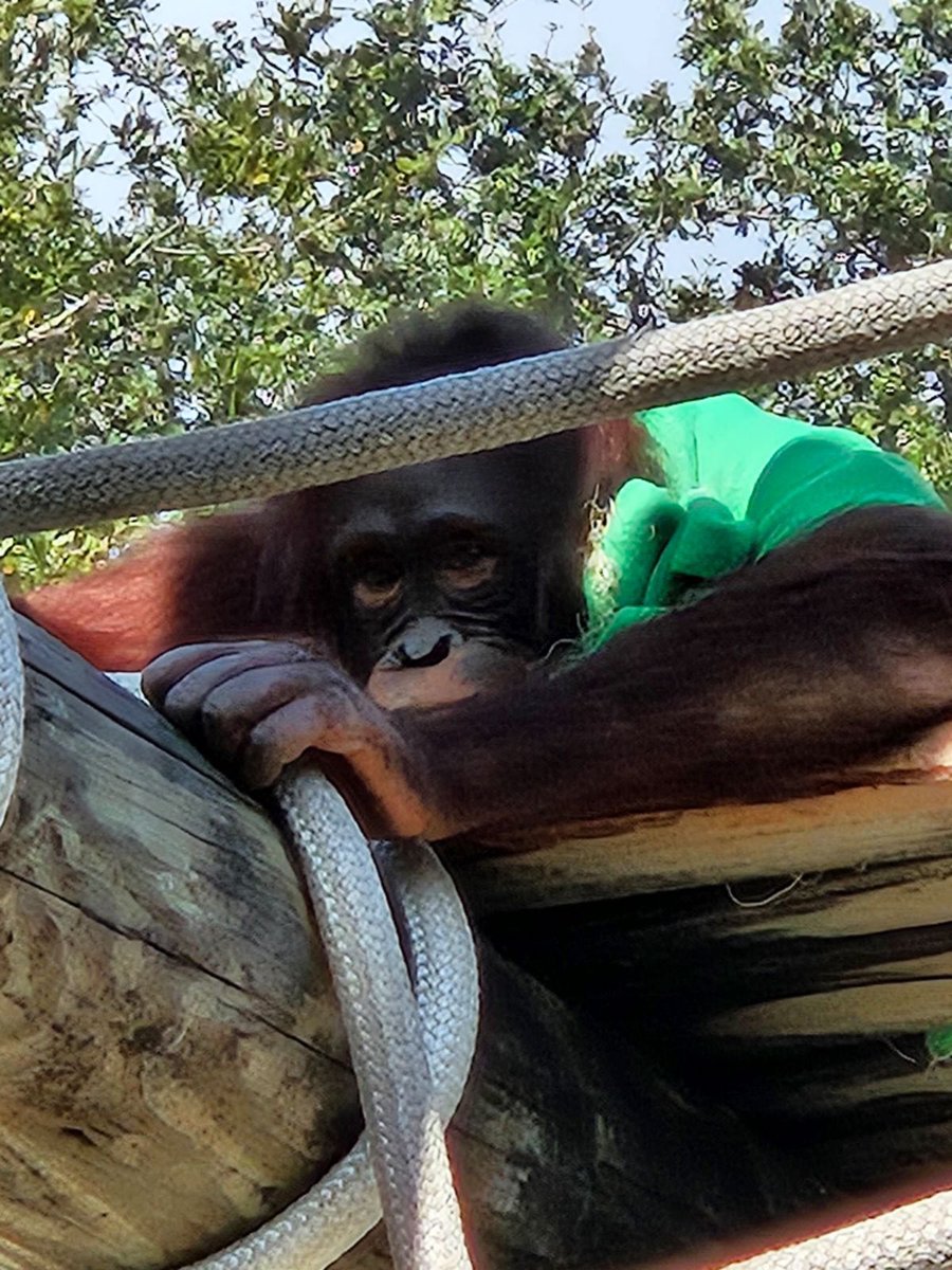 HCPS_YorkMagnet's tweet image. Come “monkey around” with us at the HCPS Magnet Expo at Zoo Tampa tonight from 3-7pm! #WeAreMagnet  @SDHCMagnet