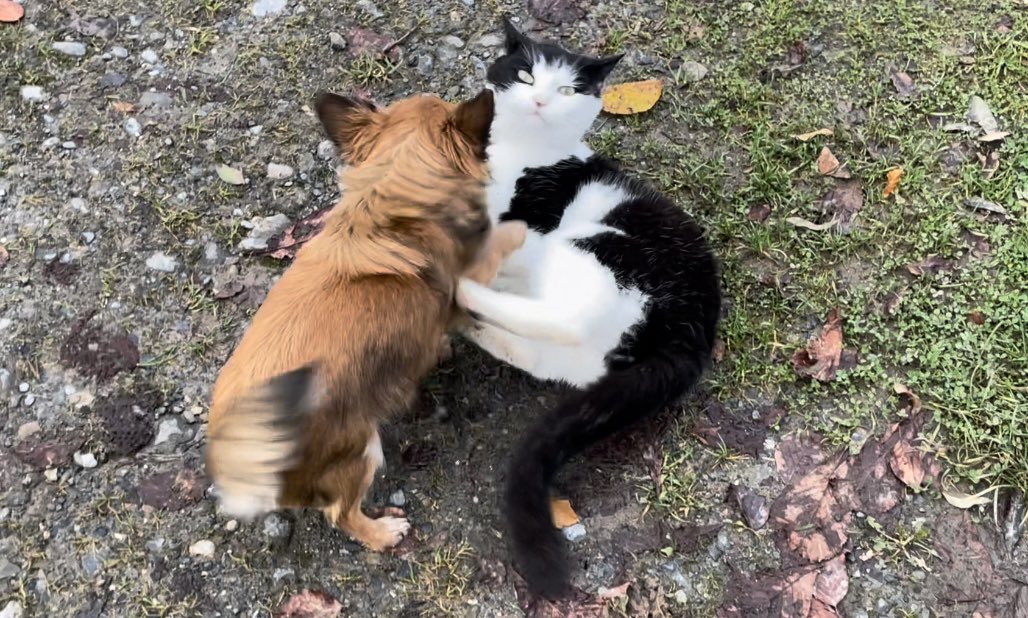 Bodacious the Shepherd Cat tweet media