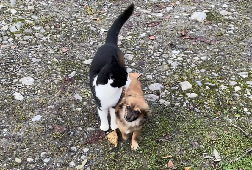 Bodacious the Shepherd Cat tweet media