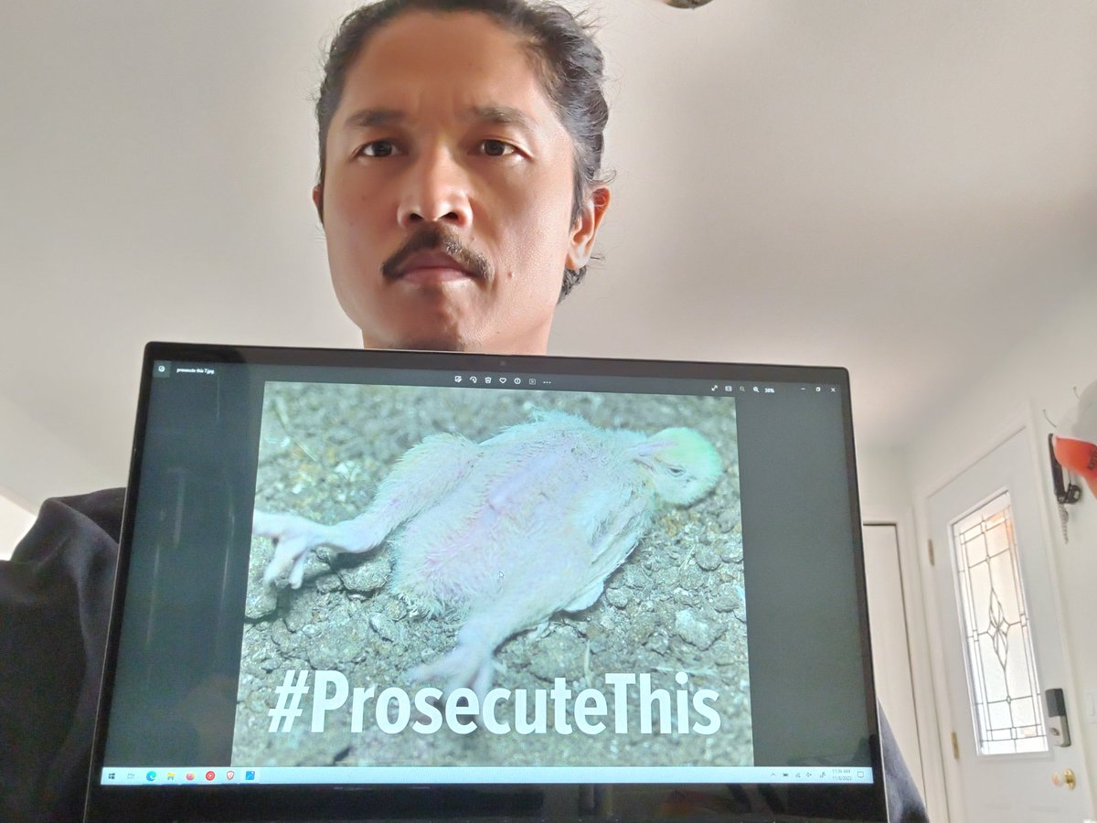 QuocplusA's tweet image. @SonomaCoDA 
D.A. Carla Rodriguez, stop covering up cruelty at Sunrise Farms &amp;amp; Reichardt Duck Farm in Petaluma. Stop prosecuting the whistleblowers &amp;amp; animal rescuers. Instead, #ProsecuteThis

As a farmer, I say we don&apos;t need cruelty in our food system.

@waynehhsiung ✊❤️