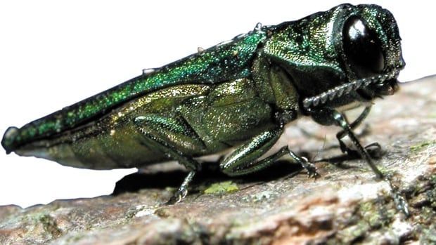Emerald ash borer changing the landscape of Northern Ontario buff.ly/3Q4iMW1