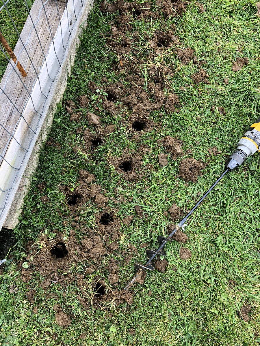 LucyNeatby's tweet photo. I’m trying to beat the forecast showers and temperature drop. Just a few more bulbs to plant! #plantingbulbs #veseysseeds https://t.co/PS9mC4YLOg