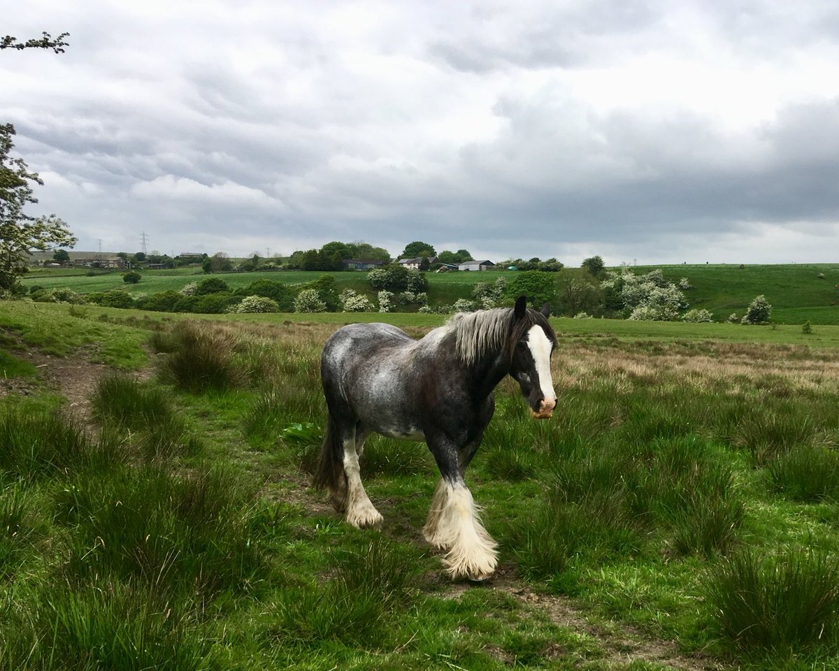 Andrew O'Donnell (@andyod17) on Twitter photo For 29 of his 32 years Samson has been our companion & friend, giving total unconditional love to <a href="/ODonnellkath/">Kath O'Donnell</a> & myself.His hardest battle was overcoming being attacked in his field on 4/4/23 & despite his & our best efforts he passed away in his stable today RIP Samson. For 29 of his 32 years Samson has been our companion & friend, giving total unconditional love to <a href="/ODonnellkath/">Kath O'Donnell</a> & myself.His hardest battle was overcoming being attacked in his field on 4/4/23 & despite his & our best efforts he passed away in his stable today RIP Samson.