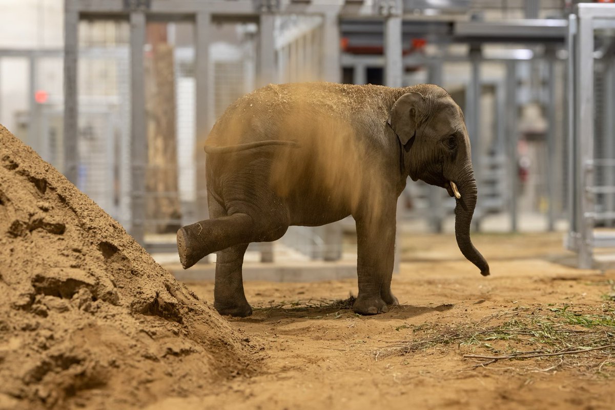 The new elephants, SheRa, Kabir, Anak, and Sanjay, came from the Dublin Zoo on a joint recommendation from the Association of Zoos and Aquariums’ Asian Elephant Species Survival Plan® &amp; its equivalent in the European Association of Zoos and Aquaria the Endangered Ex-situ program