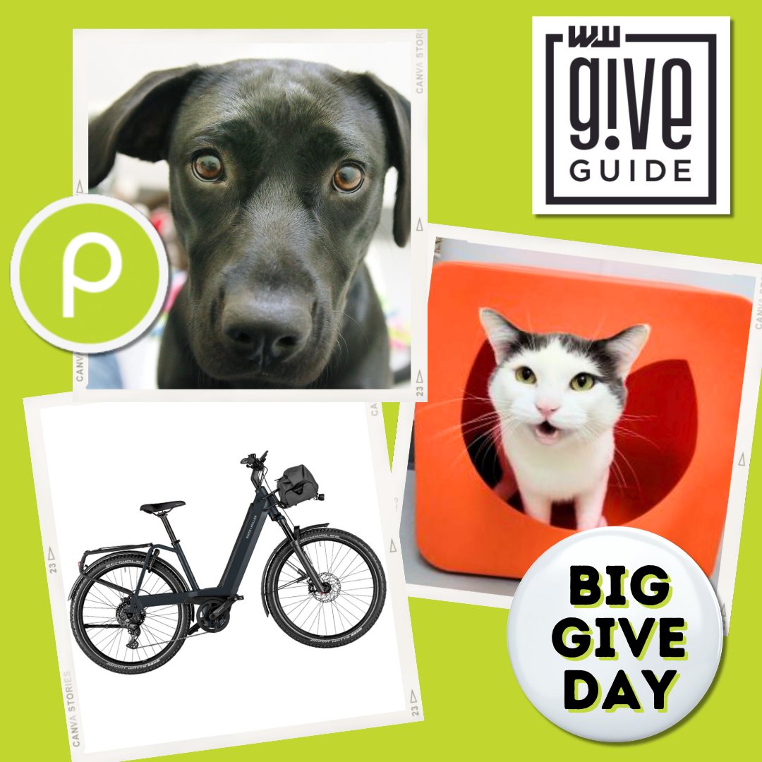 thepixieproject tweet media