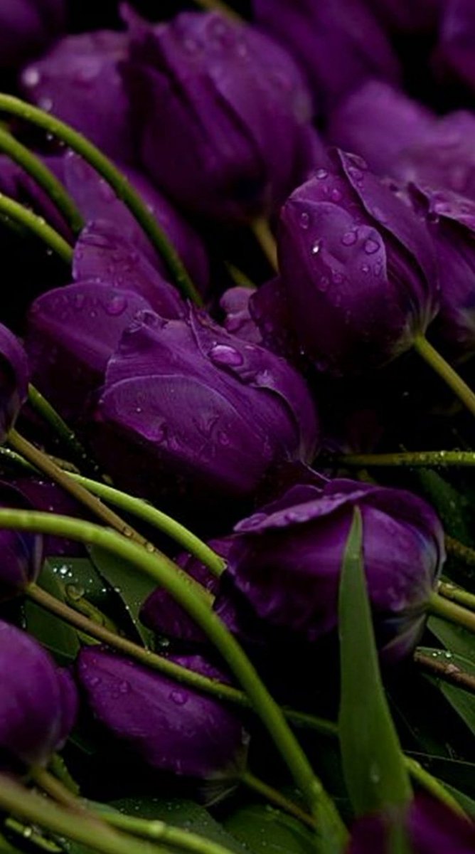 AziahChe's tweet image. 💜🎉