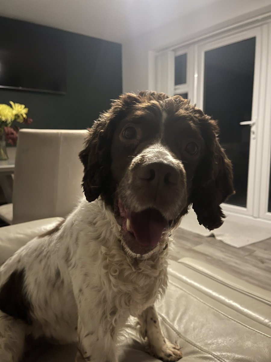 From PD Toby to RPD Toby, you have earned a place on the sofa. (Despite how shocked you look!) Having started your career at 2 months old when I picked you from the litter, you well and truly deserve this. Such a hard working dog, it’s now time for a long and happy retirement. 🐾