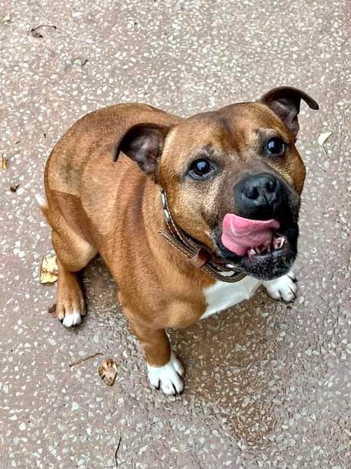 We think Leo is lip smackingly gorgeous, would you agree?? seniorstaffyclub.co.uk/adopt-a-staffy… #TeamZay #AdoptDontShop #seniorstaffy #wednesdaythought #adoptme ❤️