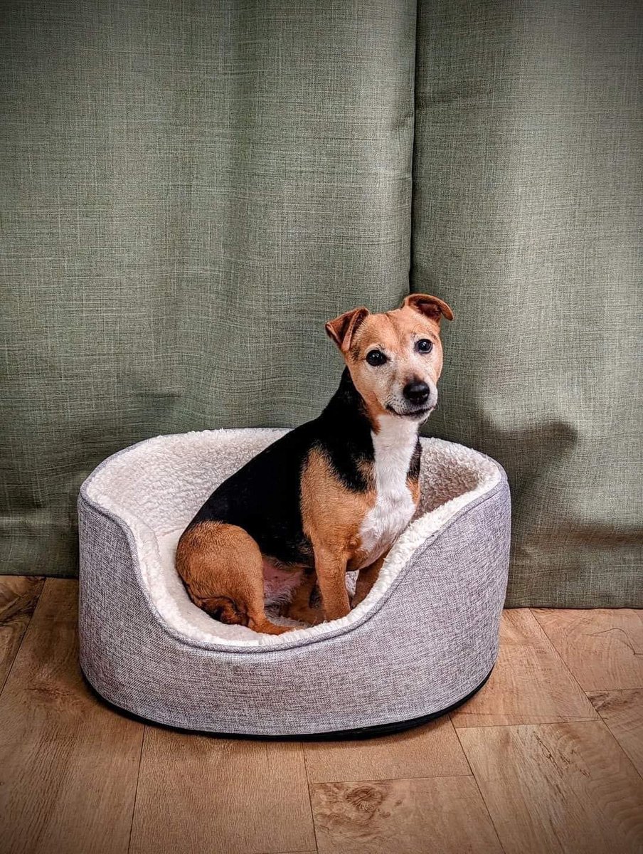 rosiedoc666's tweet photo. MISSING BYWELL TCE
#PRIMROSE #JARROW #NE32
Missing since 7.11.23 black and tan cross #jrt spayed.
Microchipped.
Nervous may run when approached
@jarrow_fc @1027Squadron @EFJarrow @JarrowCrusaders @jarrowstevehep @HumphriesRita @PcsharonPage @millypod1 @LisaClareRead2 @bs2510 https://t.co/1jXd1LaFV0