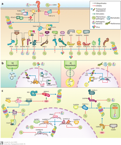 The Plant #Ubiquitin–#Proteasome System as a Target for #Microbial Manipulation

annualreviews.org/doi/10.1146/an…

<a href="/AnnualReviews/">Annual Reviews</a> <a href="/SuayibUestuen/">Şuayb Üstün 🌱👨🏻‍🔬</a> <a href="/LanginGautier/">Gautier LANGIN</a> <a href="/ruhrunibochum/">Ruhr-Universität Bochum</a> <a href="/breakliquid/">Phillip Kyriakakis</a> <a href="/NatureRevMicro/">Nature Reviews Microbiology</a> <a href="/NatureMicrobiol/">Nature Microbiology</a> <a href="/cellhostmicrobe/">Cell Host & Microbe</a> <a href="/MicrobiomeEU/">MicrobiomeSupport Association</a> @Environmicrobi <a href="/MicrobisMsca/">MICROBIS_MSCA</a>