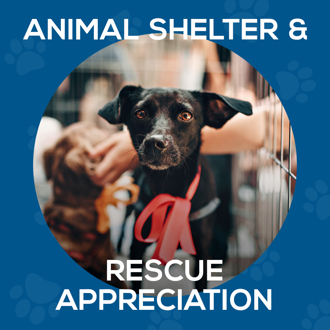 Get to know your local shelters and help homeless pets this #NationalAnimalShelterandRescueAppreciationWeek. You can help by adopting, volunteering, or donating.

Tag your favorite shelter or rescue group!

#nutmeg #nutmegspayneuter #humanesociety #HSUS #animalshelterappreciation