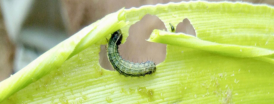 iapsc2's tweet photo. It’s been 7 years since #fallarmyworm was reported in Africa, causing serious damage to food production, affecting millions of farmers. What do you think are the major lessons learnt? What could we have done differently as a continent? How can we best prepare for the future? https://t.co/VkAtv5I9eh