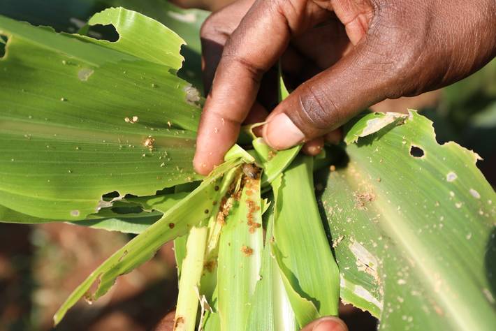 iapsc2's tweet photo. It’s been 7 years since #fallarmyworm was reported in Africa, causing serious damage to food production, affecting millions of farmers. What do you think are the major lessons learnt? What could we have done differently as a continent? How can we best prepare for the future? https://t.co/VkAtv5I9eh