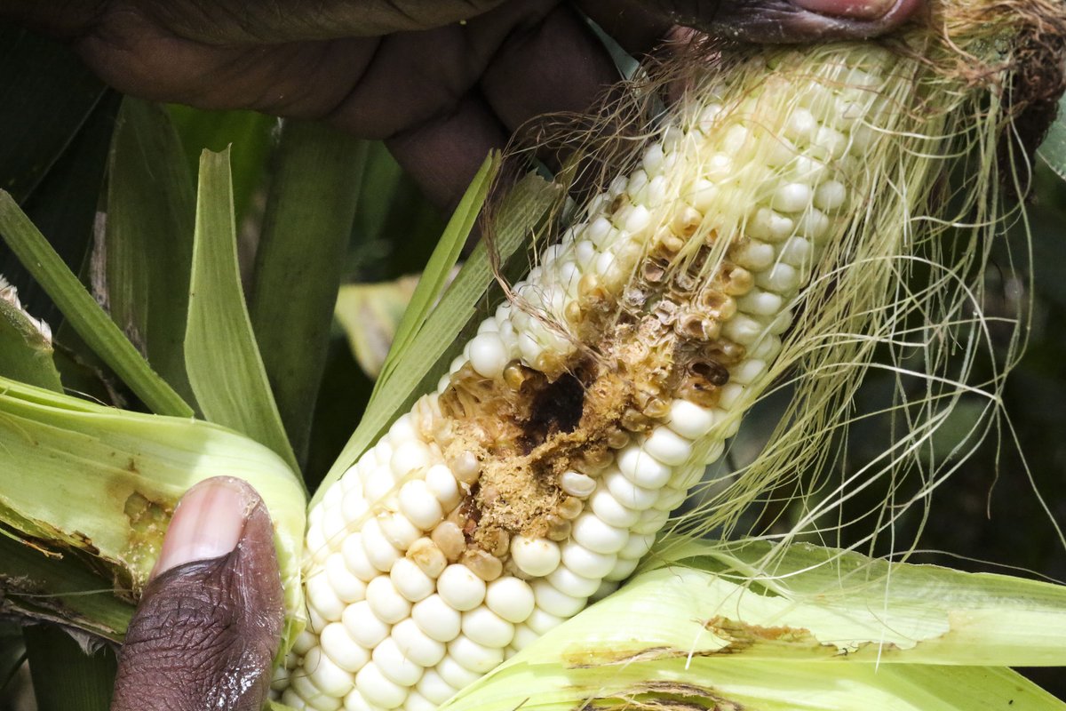 iapsc2's tweet photo. It’s been 7 years since #fallarmyworm was reported in Africa, causing serious damage to food production, affecting millions of farmers. What do you think are the major lessons learnt? What could we have done differently as a continent? How can we best prepare for the future? https://t.co/VkAtv5I9eh