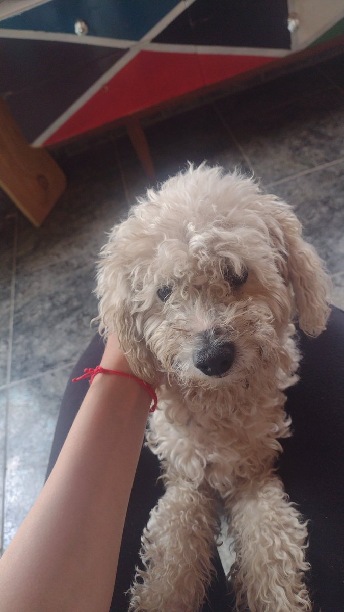 Comunidad, mi papá encontró este perrito por la terminal y como lo vio perdido se lo trajo a casa! Si saben de alguien que lo esté buscando que se comunique conmigo ☺️ se agradece la difusión✨