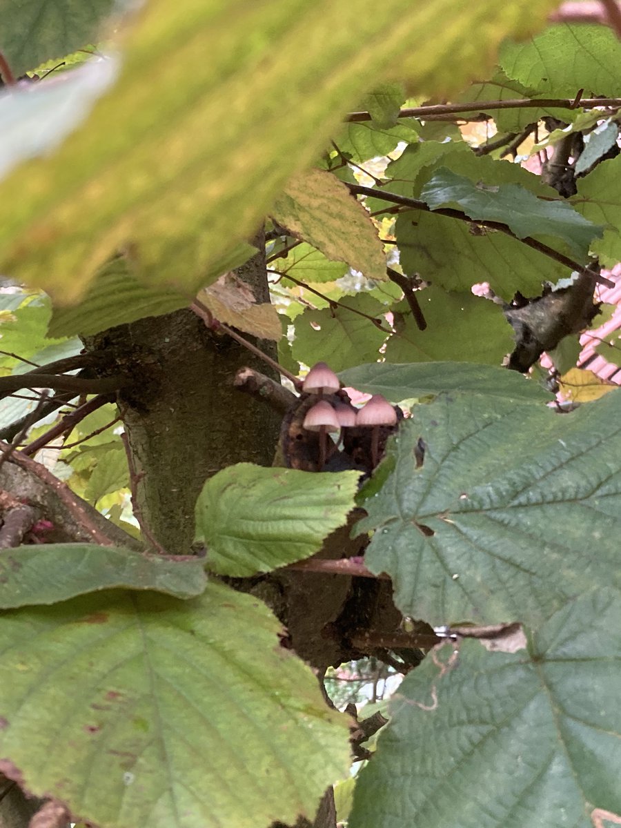 Een boomhazelaar ook wel Turkse hazelaar genoemd heeft heel klein bezoek. Ook weer in het Staelduinse bos #regiokuststreek <a href="/ZHLandschap/">Zuid-Hollands Landschap</a> <a href="/NedMycVer/">NMV-Mycologen</a> <a href="/Bezoek_westland/">Bezoek Westland</a>