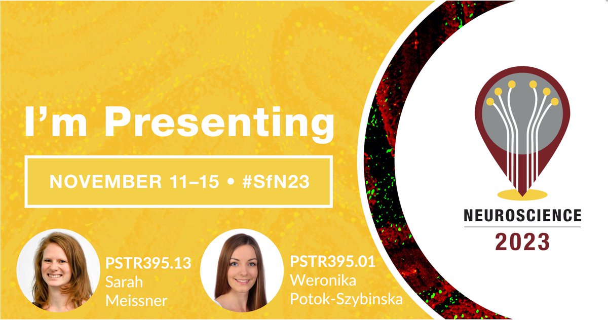NCMlab goes to #SfN23❕ 
Visit <a href="/Sarah__Meissner/">Sarah Meissner</a> and <a href="/WeronikaPotok/">Weronika Potok-Szybinska</a> at their posters on 🗓️Nov 14th at 1 pm and explore with them the fascinating topic of 🧠self-regulation of brain #arousal, 🔵#LocusCoeruleus &amp; 👁️pupil-based biofeedback🔄!

#Neuroscience2023 <a href="/SfNtweets/">Society for Neuroscience (SfN)</a> <a href="/SfN_Events/">Society for Neuroscience Events</a>