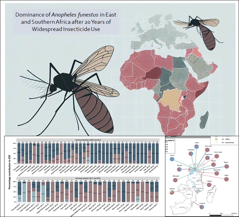 New Study Shows the Dominance of the Malaria Vector, Anopheles funestus in East and Southern Africa after 20 Years of Widespread Insecticide Use
~
In this study led by <a href="/Betweljohn/">Betwel John Msugupakulya</a> &amp; Dr. Anne Wislon, we investigated the changes in the contribution of different vector species to